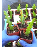 Epiphyllum Anguliger, Ric Rac Cactus, Zig Zag Cactus, 2 inch rooted  pla... - $284.64 MXN