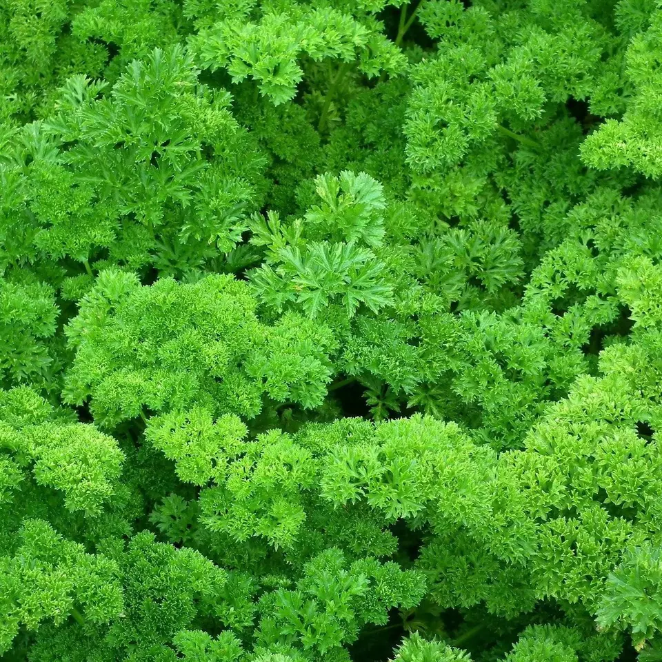 250 Fresh Seeds Forest Green Parsley - $9.69
