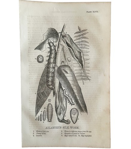 Silk Worm Life Cycle Stages 1863 Victorian Farming Insect Art DWZ4A Item image 2