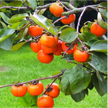 Rare Persimmon Seed Organic Non-GMO Juicy Succulent fruit trees 20 pcs/bag FRESH - £3.34 GBP