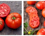 250mg Packet=90 Seeds Tomato Seeds Salad Rutgers - £14.89 GBP