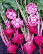 Fresh Garden Chioggia Beet Seeds | Heirloom | Organic - £6.91 GBP