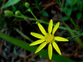 Bloomys Aster Golden Aster Perennial Wildflower 180 Seeds - £8.21 GBP