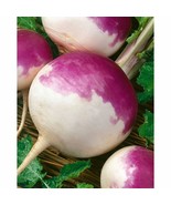 ADW 700 Purple Top Turnip Seeds Fresh Harvest Fast Growing - $17.95 CAD
