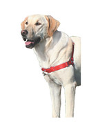 Gentle Leasder Easy Walk Dog Harness - Medium/Large - $51.95