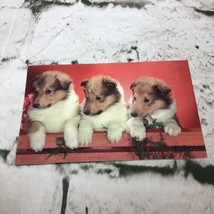 Vintage Postcard “Pals” 3 Collie Puppy Dogs Baby Animals - $2.96