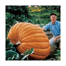 Premier Seeds Direct UC-MWLQ-9PU5 Pumpkin Dills Atlantic Giant Finest Se... - $7.00