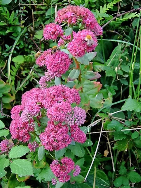 10 Emperor&#39;S Wave Sedum Red Upright Telephium Succulent Flower Rock Seeds Garden - £6.32 GBP