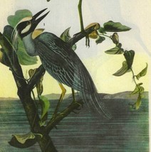 Yellow Night Heron Bird 1946 Color Art Print John James Audubon Nature D... - $39.99