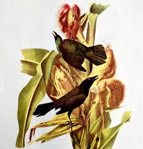 Purple Grackle Bird Lithograph 1950 Audubon Antique Art Print DWP6A - £23.97 GBP