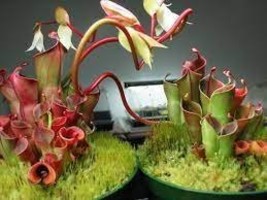 200 Seeds Heliamphora Minor Carnivorous Plant Seeds - $10.58
