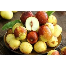 HSeeds Jujube, Ziziphus Jujuba - 10 Seeds 2024 - Usa - $13.21