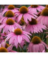 Echinacea purpurea Purple Coneflower Seeds Non-GMO - £6.82 GBP