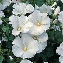 PowerOn 20+ White Lavatera Flower Seeds / Rose Mallow / Perennial Early Spring B - £5.78 GBP