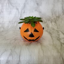 Live Succulent in Mini Halloween Planter, Pumpkin Jack O'Lantern Skull Cauldron image 5