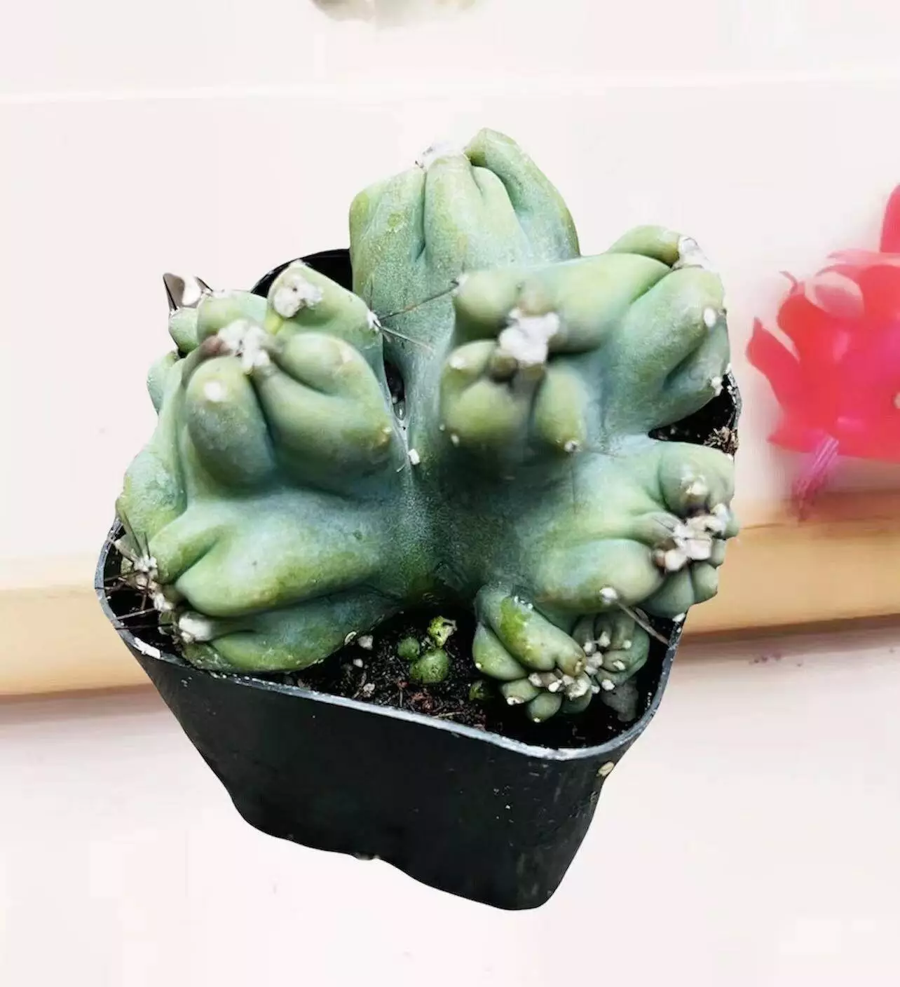 2&quot;pot Live Cactus plant Cereus Forbesii Monstrose Ming Thing - $19.82