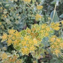 Organic Green Gold Bupleurum Gardening Fresh USA SHIPPING - £8.20 GBP