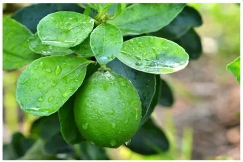 Citrus Aurantifolia Key Lime Tree Seeds Fresh Garden - £7.94 GBP