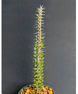 Alluaudia Procera Madagascar Ocotillo Spiny Reptile Lizard Terrarium Pla... - $1,605.69 MXN