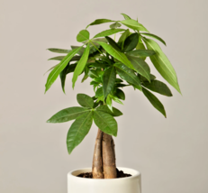 Guiana chestnut Pachira aquatica indoor bonsai Caudiciform caudex plant ... - $9.89
