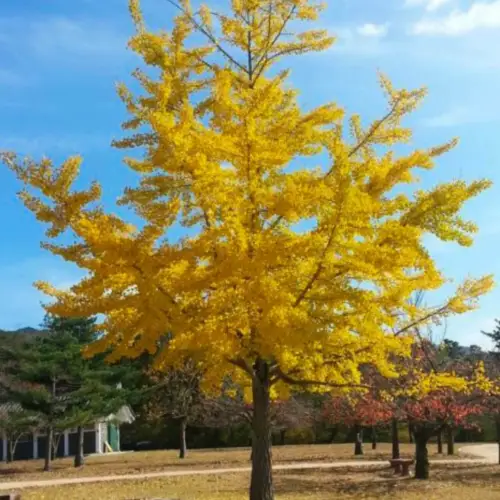 Ginko Biloba Tree Seeds To Plant 6 Seeds Edible Leaves Promote Memory Fresh Seed - £16.96 GBP