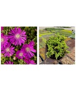 Live Plant Iceplant Rosea Purple - Live Plant Quad - £41.68 GBP