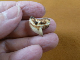(s1-28) 3/4&quot; inch White TIGER SHARK TOOTH teeth toasted made to order pendant - £10.35 GBP