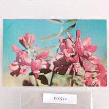 Wild Sweet Pea Flower Alaska Vintage 1970s Postcard Dexter Dedman&#39;s Phot... - $6.88