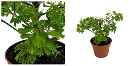 Japanese Ming Aralia Tree Plant - Polyscias - Indoor - 2.5&quot; Pot - C2 - £32.81 GBP