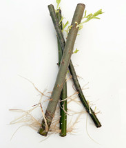 3 Hybrid Willow Rooted Cutting is One of the Fastest Growing Tree - £9.31 GBP