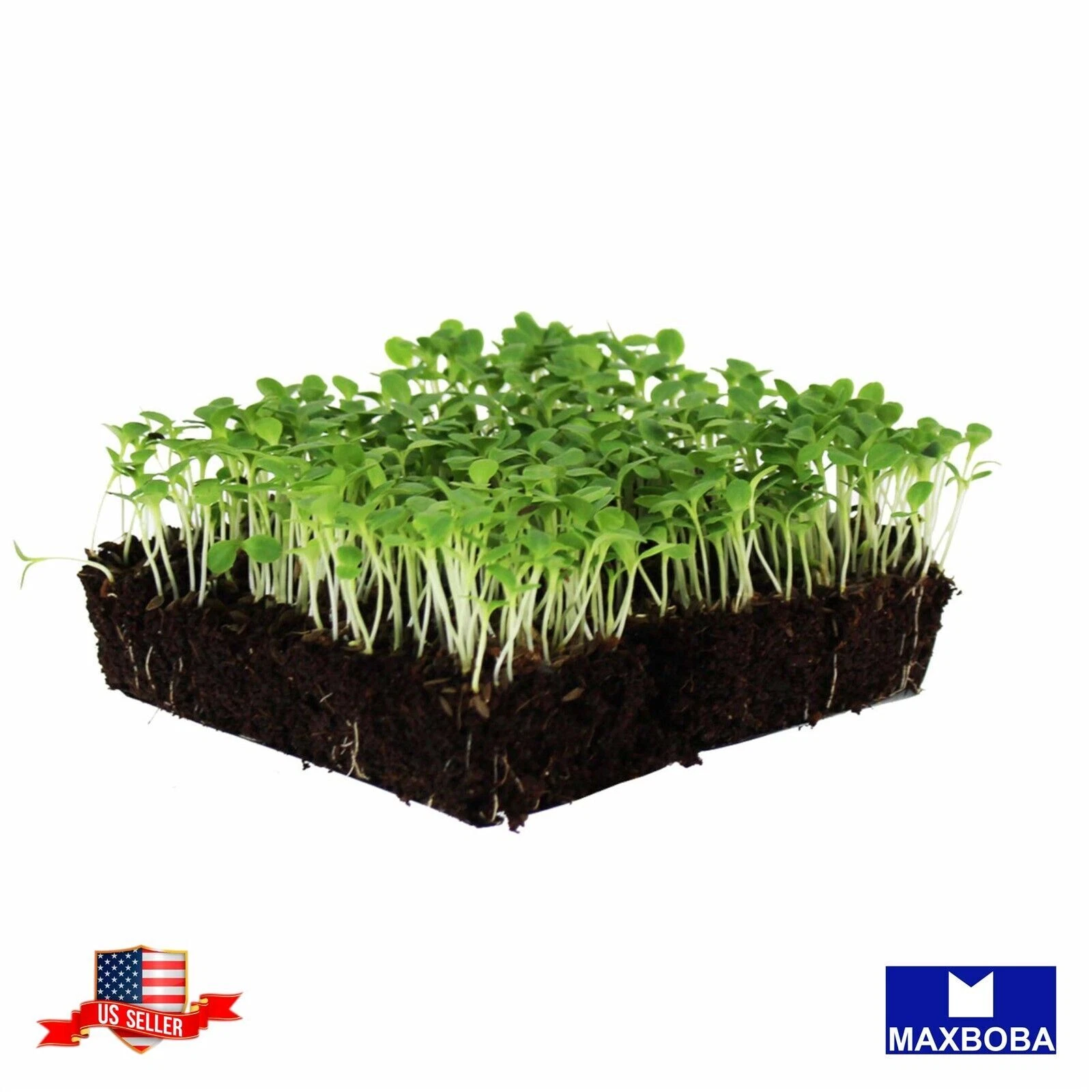 Non-GMO 3200+ Lettuce Seeds Microgreens Heirloom BOGO 50% OFF - $7.33