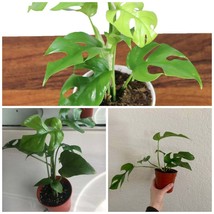 Live 4&quot; Pot Mini Monstera Ginny Plant, Philodendron Piccolo, Mini Split Leaf - £51.06 GBP