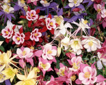 Dwarf Columbine Mix Seeds 200 Perennial Flower Mixed Colors Fast Shipping - $8.99