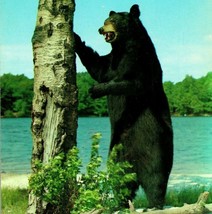 Vtg Dextone Chrome Postcard 1950s Bruin Bear Standing Up Next To Tree UNP Dexter - £3.05 GBP