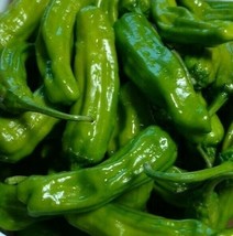 Italian Pepperoncini Pepper Seeds 30 Mild Heat Spice Vegetables Home Garden - £4.74 GBP