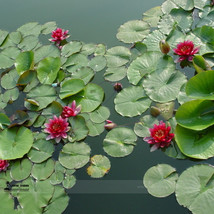 1 Professional Pack, 1 seed / pack, Mini Dark Red Bonsai Lotus Flower Seeds #A00 - £3.23 GBP