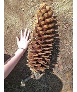 10 Seeds for Planting Giant Sugar Pine Tree Produces Largest Pine Cones ... - £15.79 GBP
