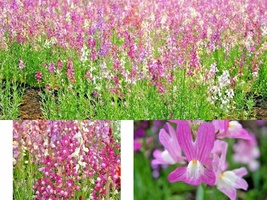 2000+ Seeds SNAPDRAGON Northern Lights Mix Container Spring Fall Flower ... - £13.14 GBP
