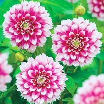 25 Fuzzy Wuzzy Dahlia Seeds Flower Perennial Flowers Seeds Flowering Blo... - €7,68 EUR