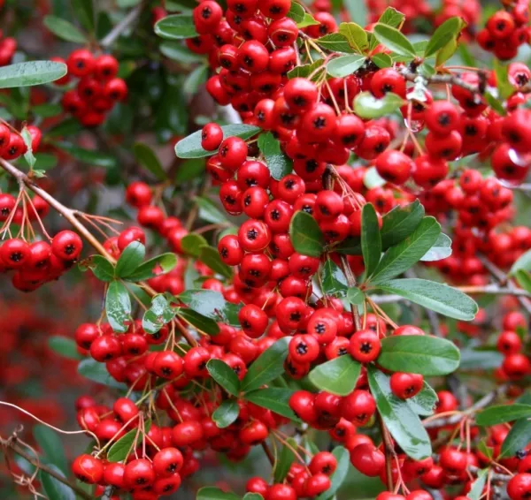 USA Seller FreshScarlet Firethorn Pyracantha Coccinea Flower Shrub Bush Seeds - £10.50 GBP