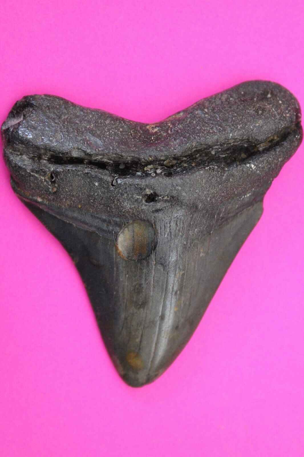 Authentic Megadolon Shark Tooth 3.05 Inches 64 Grams Fossil Dino Girl CO... - $91.99