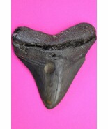 Authentic Megadolon Shark Tooth 3.05 Inches 64 Grams Fossil Dino Girl CO... - $91.99