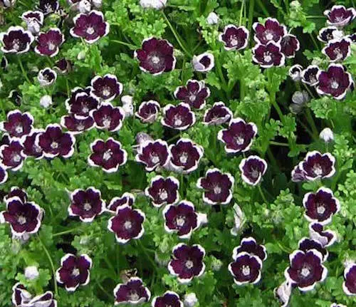 120 Seeds Penny Black Aka Pennie Black Nemophila Annual &amp; Perennial Flower - $9.85