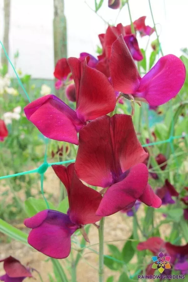 50 Jack Ellis Sweet Pea Seeds Planting USA Shipping - $9.96