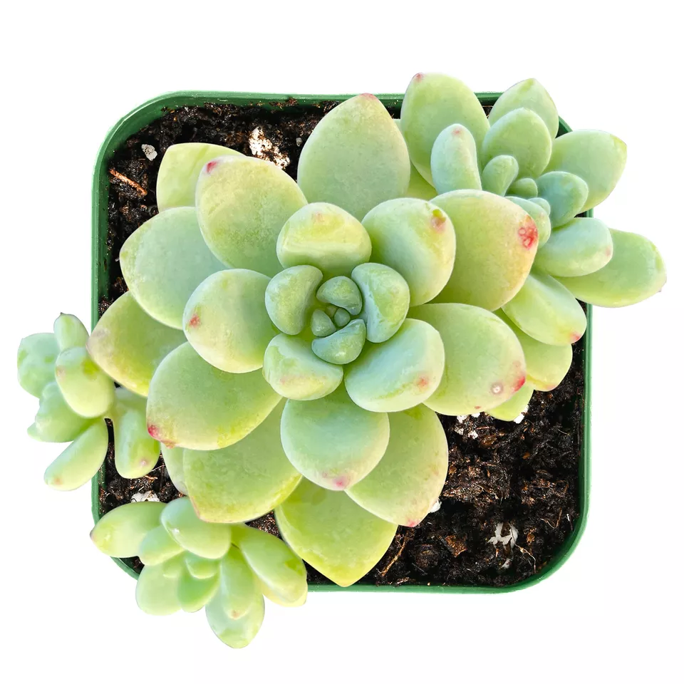 Live Fresh Sedum Clavatum Succulent Plant Fully Rooted in 2&#39;&#39; Planter fo... - $26.00
