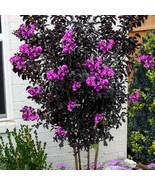 Lavender Skies Thunderstruck Crepe Crape Myrtle Starter Lagerstroemia Ro... - $43.98
