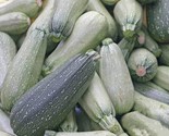 Grey Zucchini Summer Squash Seeds Non-Gmo Greyzinni 20 Seeds  Fast Shipping - $8.99