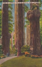 A Burl on a Tree Redwood Empire California CA 1946 Postcard D40 - £2.38 GBP