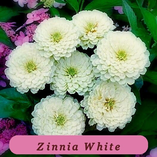 125+White Zinnia Flower Healthy Growth Seeds Summer Flowering Annual Cut - $12.46