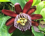 LKS Passion Flower Ruby Glow 2 Pack Potted Plants Summer Flower Home Garden - $88.82